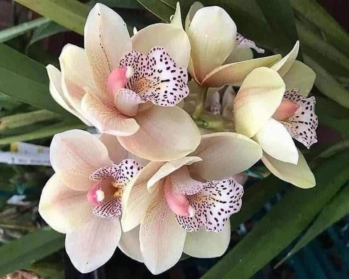 Magic Flower Rooms Cahuita Exteriér fotografie